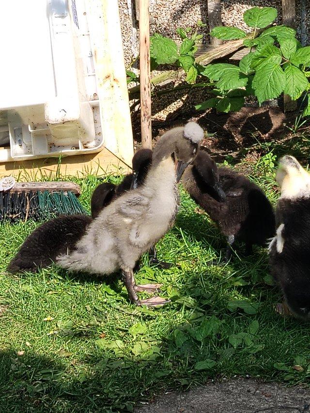 3 weeks oldcayuga x ducklings 