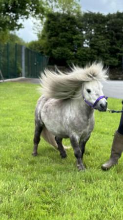 Image 5 of Licenced Shetland Pony stallion