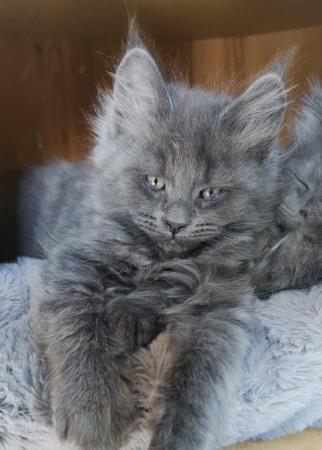 Image 1 of Maine Coon kittens. Registered. Health tested
