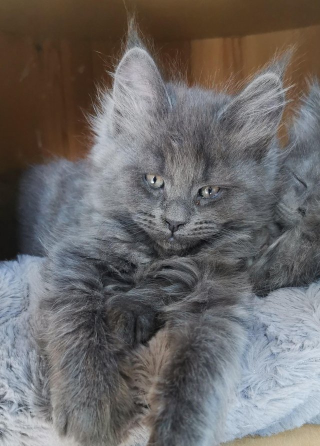 Preview of the first image of Maine Coon kittens. Registered. Health tested.