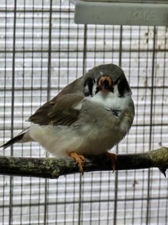 Image 9 of Young Zebra finches for sale