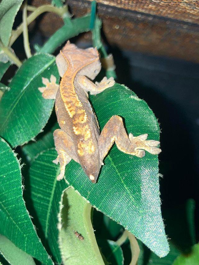 Preview of the first image of Few crested gecko and set up and vivs.