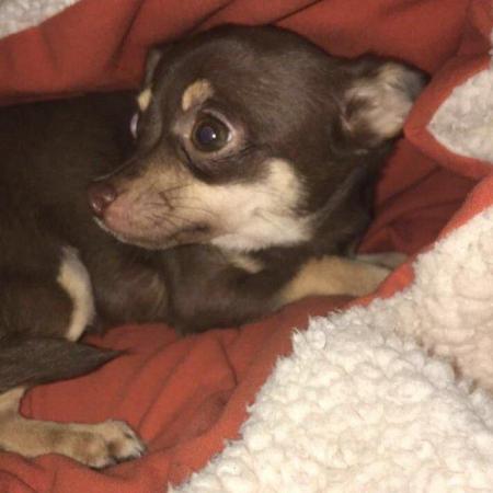 Image 8 of DELILAH - a Delectable, Miniature Chocolate Chihuahua Girl !