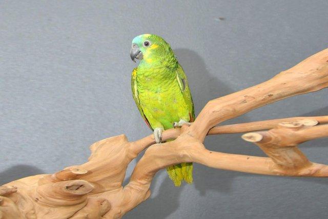 Image 6 of Baby Blue Fronted Amazon Talking Parrot,19