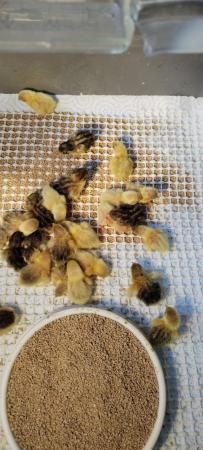 Image 2 of Chinese painted quail chicks