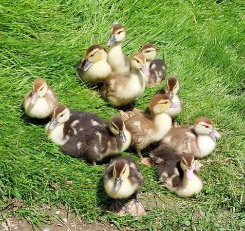 Image 1 of Off heat - Muscovy ducklings for sale