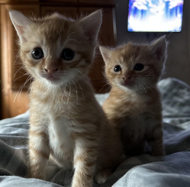 Preview of the first image of Gorgeous ginger kitties.