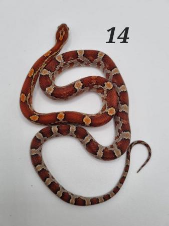 Image 2 of Baby corn snakes ready to leave now
