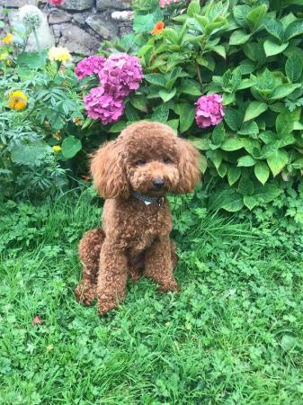 Image 7 of Proven red toy poodle (Health tested)