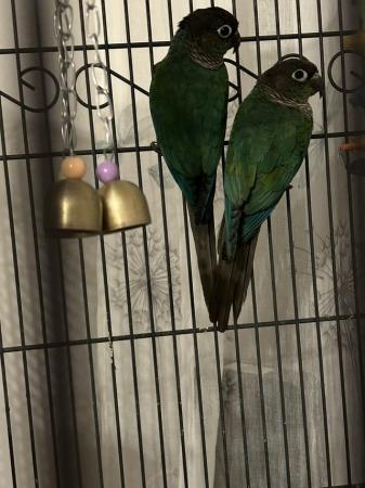 Image 2 of 2 blue conures for sale