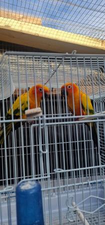 Image 3 of sun conure pair for sale .....