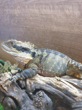 Image 2 of Proven pair of Australian water dragons lizards