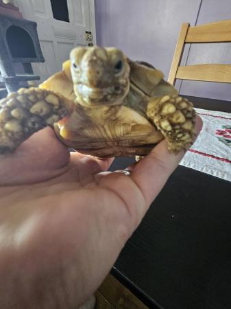 Image 8 of Sulcata Tortoise sex unknown
