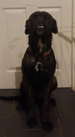 Image 2 of Male cane corso cross. Rehoming fee wanted