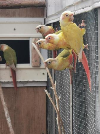 Image 3 of Mutation conures for sale