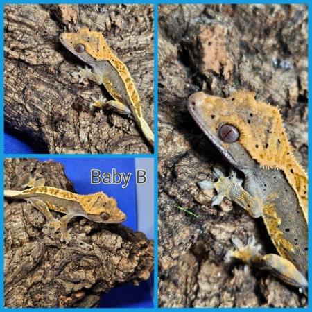 Image 6 of stunning baby crested geckos looking for forever homes