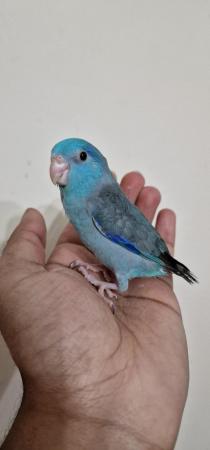 Image 4 of Handreared Blue parrotlets looking for new home