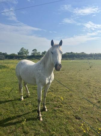 Image 1 of Chantilly Lace Stunning 14’2hh mare