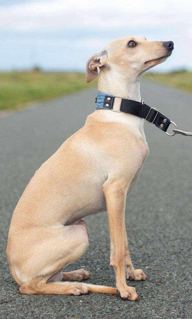 Preview of the first image of Kipper Italian greyhound for stud duties.