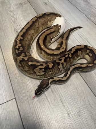 Image 3 of Pastel pied royal python