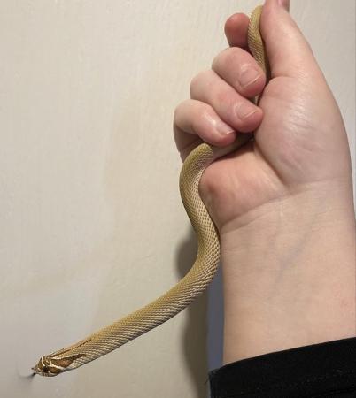 Image 2 of Superconda hognose snake