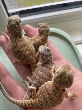 Image 2 of Mixed Baby bearded dragons