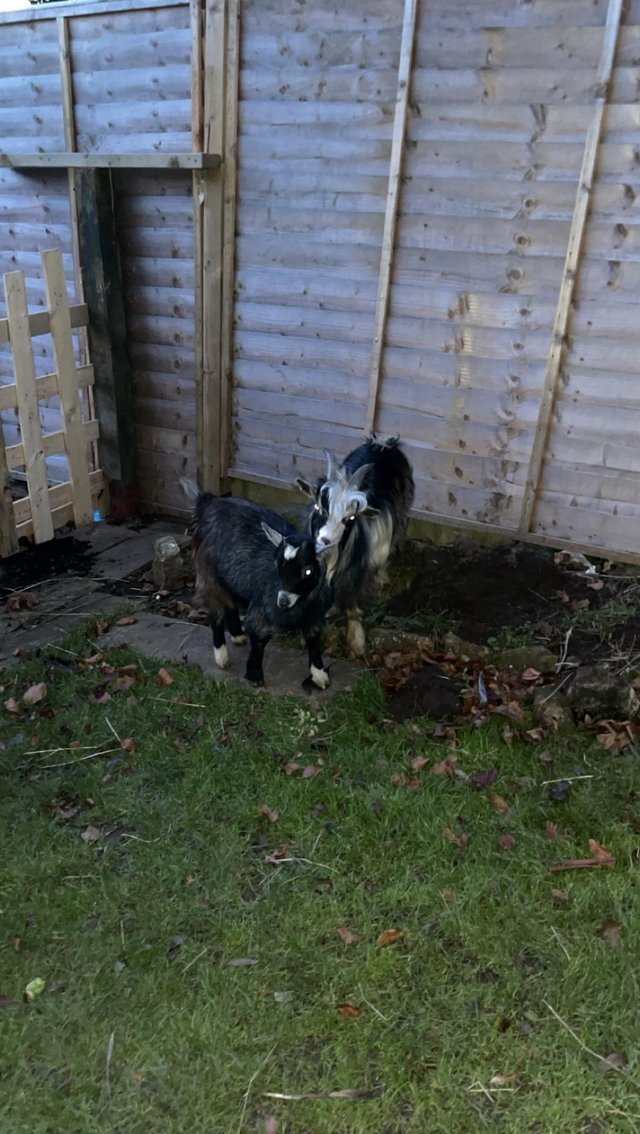 Preview of the first image of Two pygmy Goats for sale.