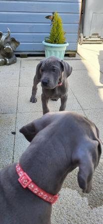 Image 30 of Adorable KC Blue Great Dane puppies READY NOW!!