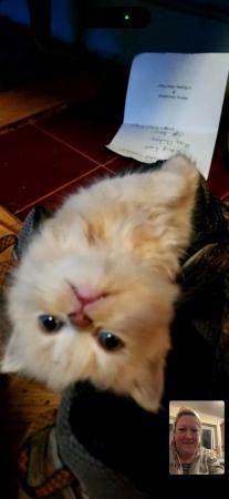 Image 7 of 10 week old Persian kittens available