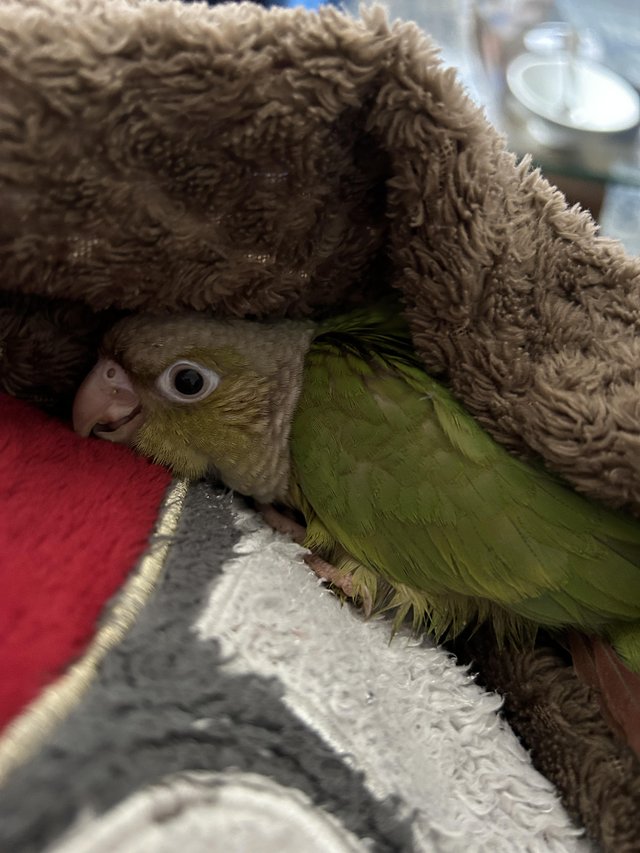 Preview of the first image of Pineapple baby conure 9 weeks old ready for a new home..