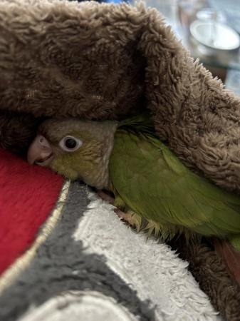 Image 1 of Pineapple baby conure 9 weeks old ready for a new home.
