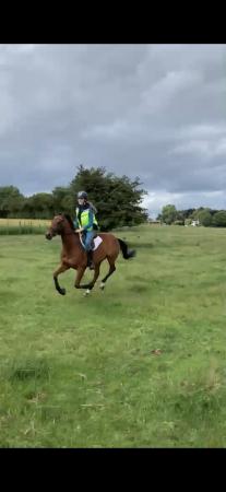 Image 2 of Gorgeous 16hh TB Gelding