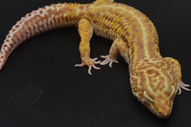 Image 11 of 1.4 Bold Bell Albino leopard Gecko group