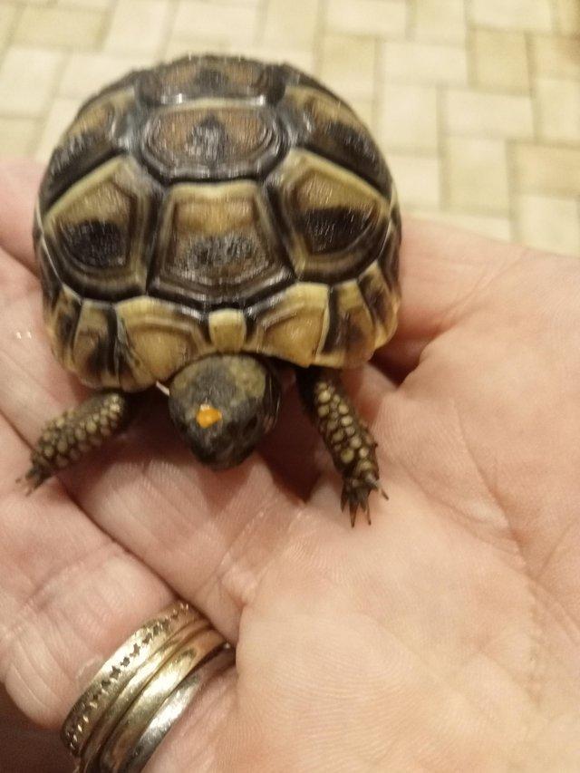 Preview of the first image of Healthy four month old baby torts ready for new home.