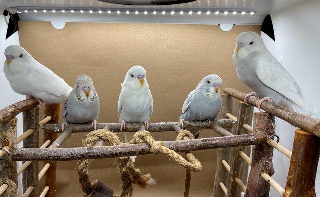 Image 4 of Young budgies for sale Oakington