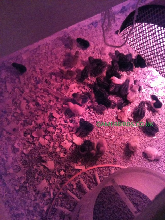 Preview of the first image of Chinese Painted Quail Fertile Hatching Eggs.