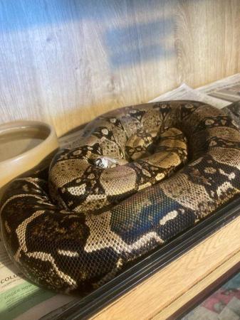 Image 5 of Various adult Boa constrictor morphs for sale