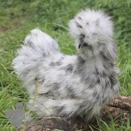 Image 3 of Bearded Silkie Hens, various colours, available now.