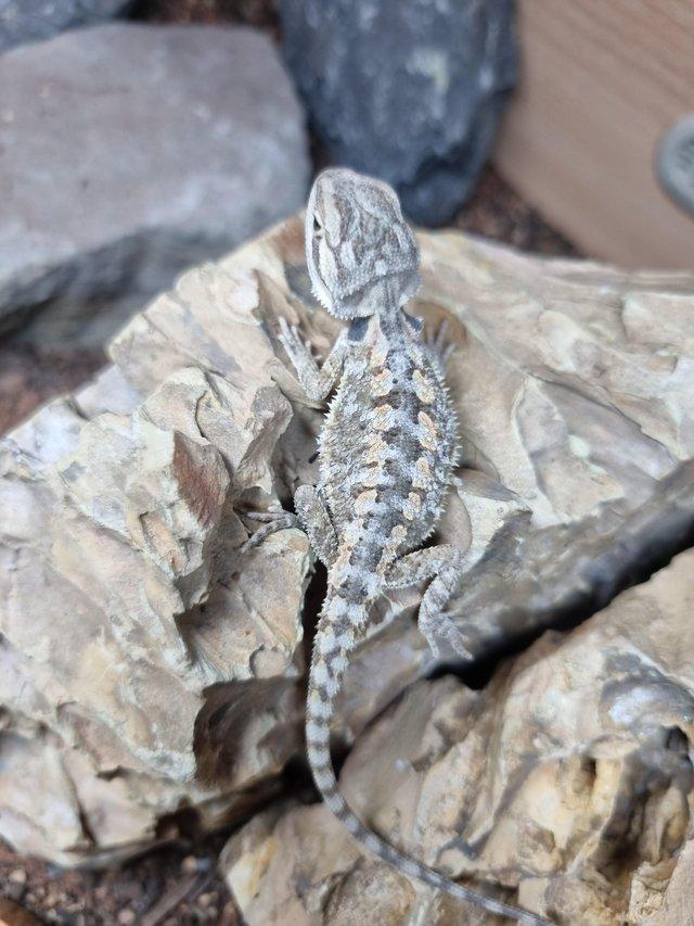 Preview of the first image of Several Baby Bearded Dragons.