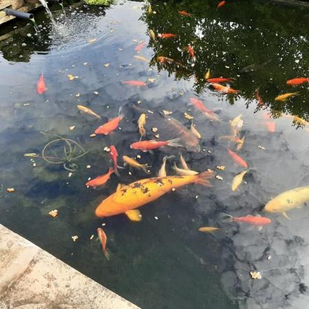 Image 6 of Koi and goldfish for sale