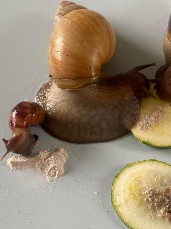 Image 7 of Giant African land snails for sale