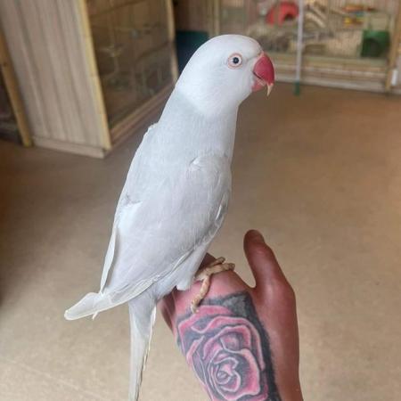 Image 19 of Large Variety of Hand Reared Birds Available! - Updated Regu