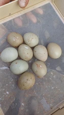 Image 1 of White Pheasant Hatching eggs and 1y boys