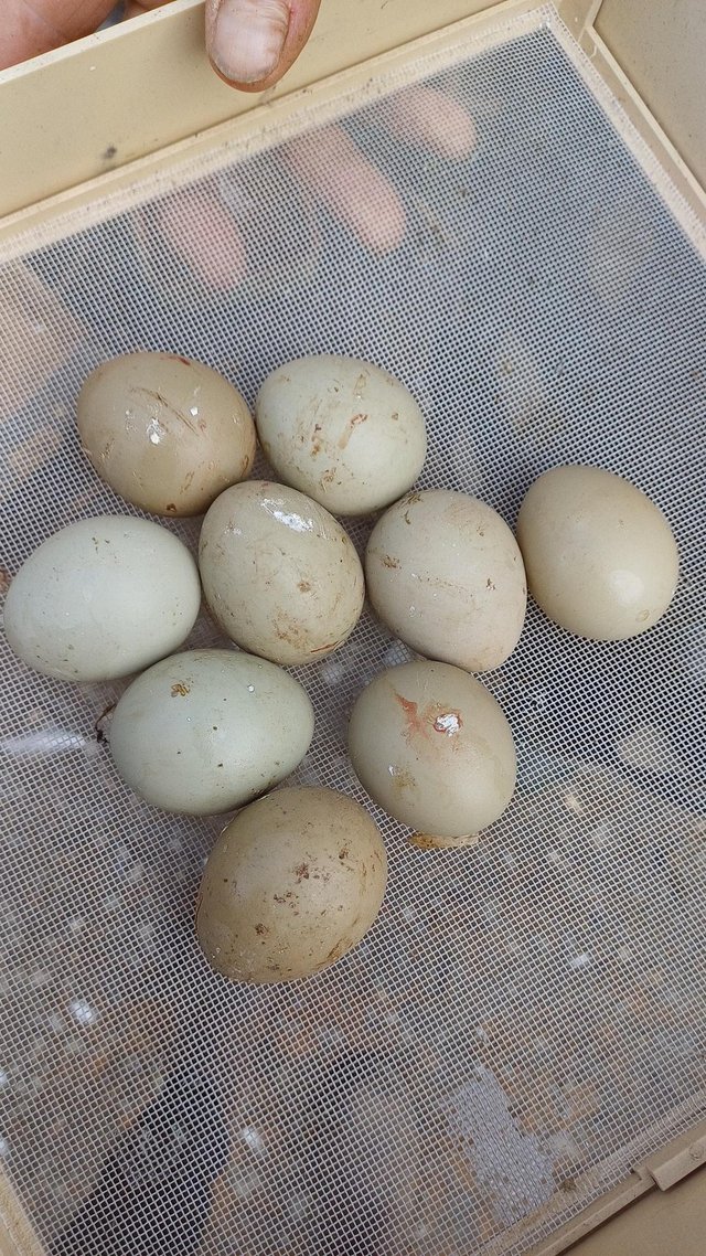 Preview of the first image of White Pheasant Hatching eggs and 1y boys.