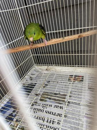 Image 3 of Male green linolated parakeet available