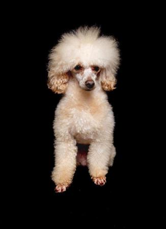 Image 5 of KC REG EXTENSIVELY HEALTH TESTED TOY POODLE STUD