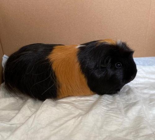 Image 4 of 2 Beautiful Guinea pig Sisters For Sale