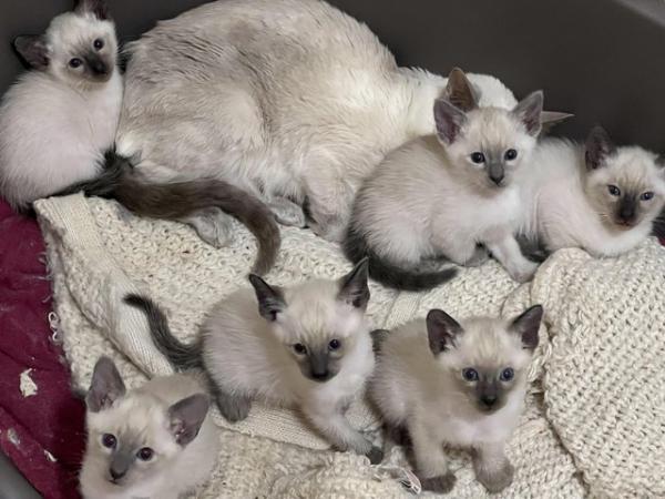 Image 9 of Adorable 100% pure Siamese kittens available