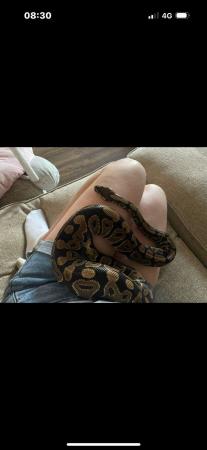 Image 1 of 4 year old male ball pythons with full set up