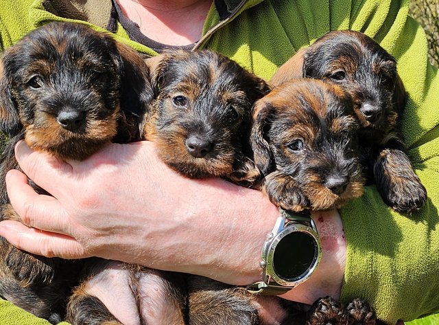 Preview of the first image of Mini Wire Dachshund pups. Kc reg Assured Breeder.